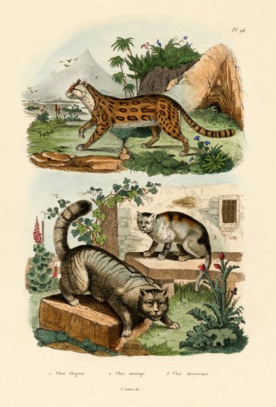 Domestic Cat by French School